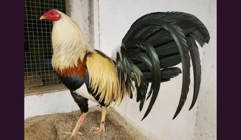 Grey Gamefowl: Origin, Characteristics, and Breeding Insights