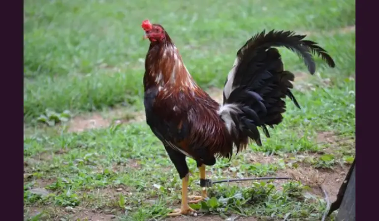 AI and Algorithms in Online Sabong Matchmaking: Transforming the Cockfighting Experience
