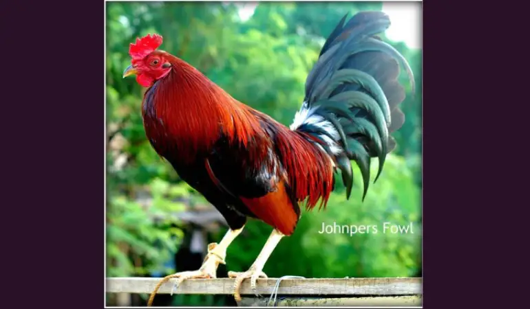 How to How to Properly Care for Gamefowl Post-FightHow to Properly Care for Gamefowl Post-Fight